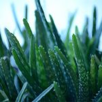 Aloe Vera the Medicinal Plant with Amazing Remedies