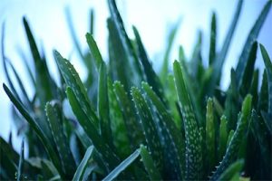 Aloe Vera the Medicinal Plant with Amazing Remedies