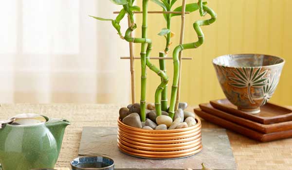 A Bright Lucky Bamboo Plant Arrangement