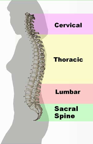 Spinal_column_curvature